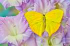 USA-Washington State-Issaquah Butterfly on flowers Art Print